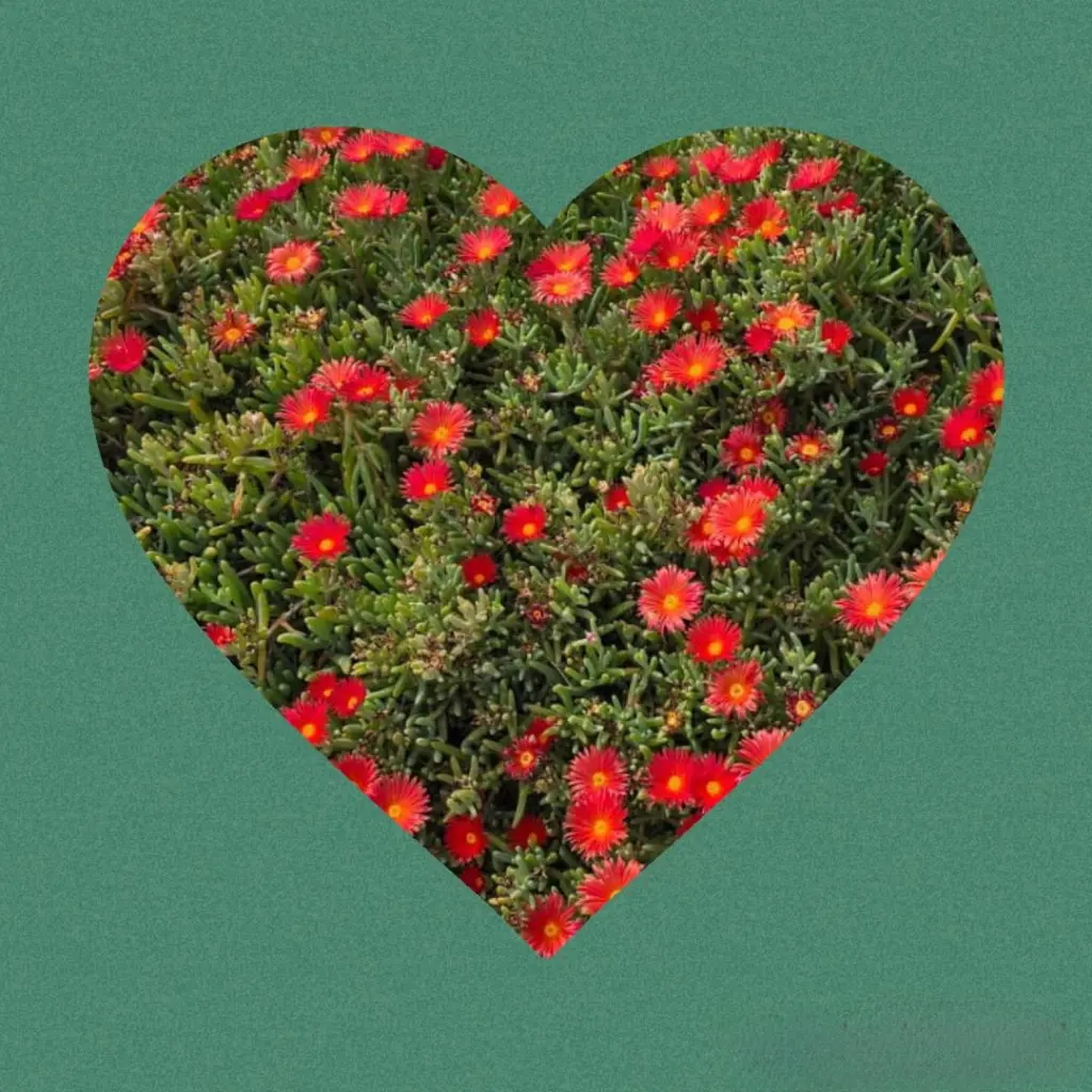 Condolence image of Sternenrosen für Miezi