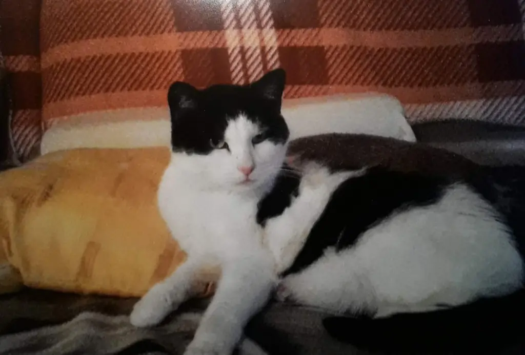 Condolence image of ❤️99 Mo❤️Deine Mutti und deine Oma ❤️