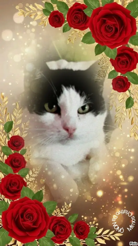 Condolence image of Tanja mit Timmy im 💖🐈🐾