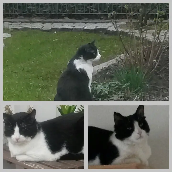 Andachtsbild von Monika mit Seelenkater Carlo tief im Herzen gestorben am 10. Juli 2017