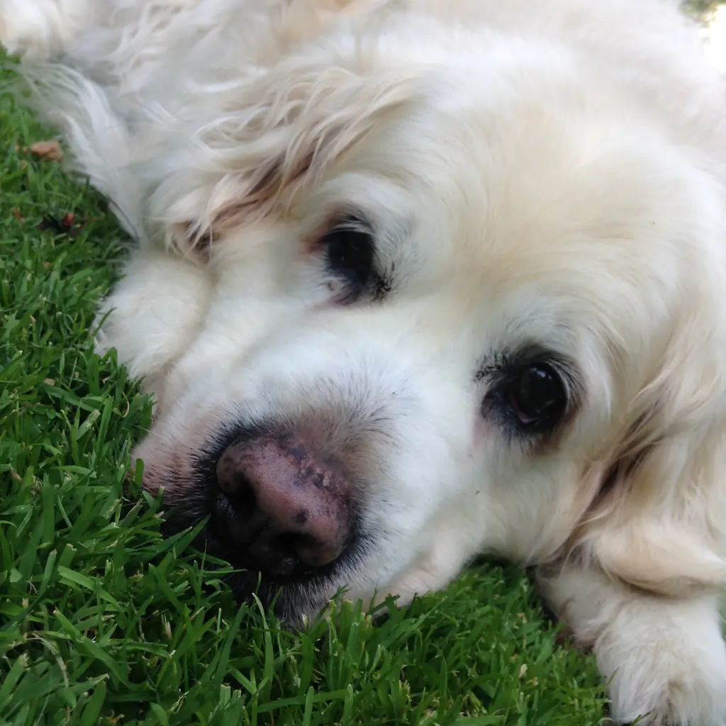 Andachtsbild von Luisa