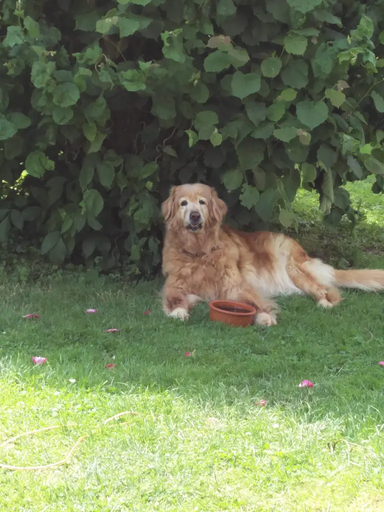 Andachtsbild von Michael mit ALESCA (+27.11.2017)