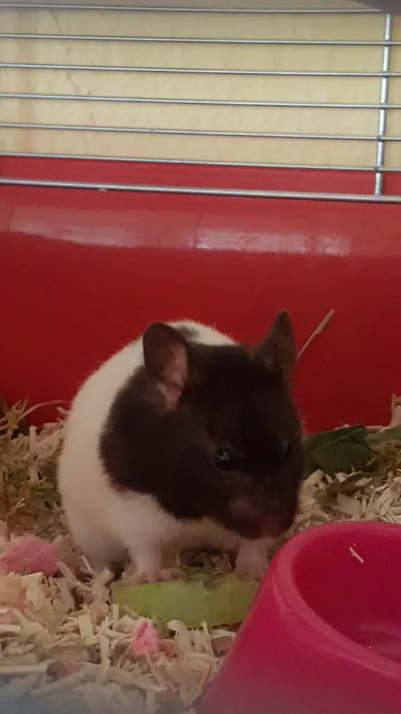 Condolence image of Helga