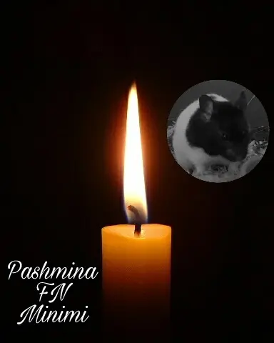 Condolence image of Ute