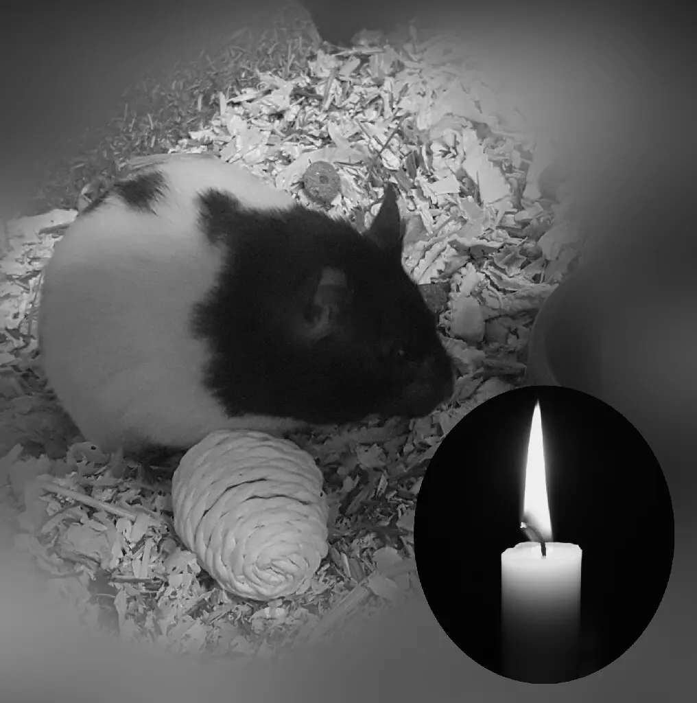 Condolence image of Ute