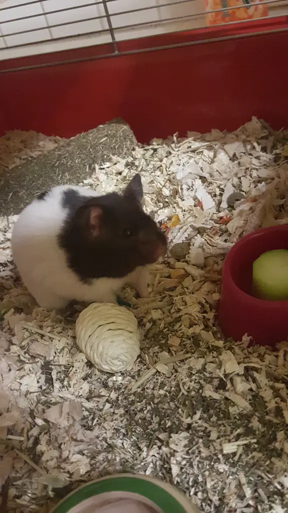 Image from Pashmina FN Minimi 