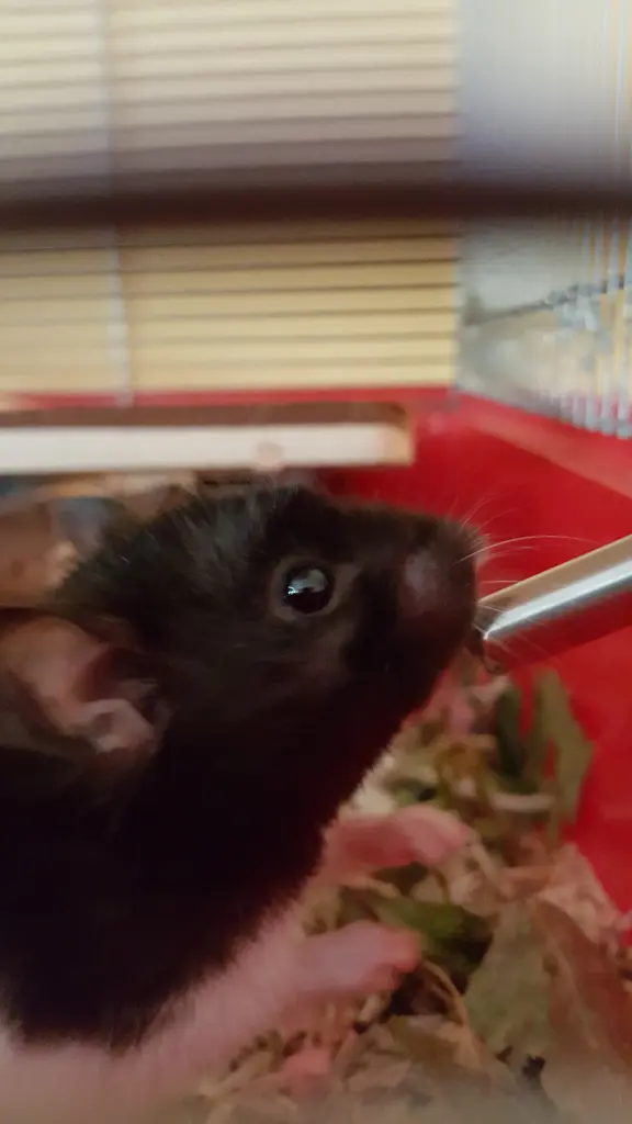 Image from Pashmina FN Minimi 