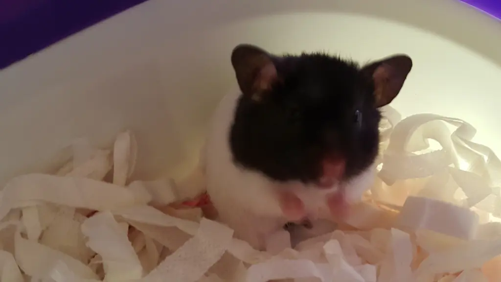 Image from Pashmina FN Minimi 