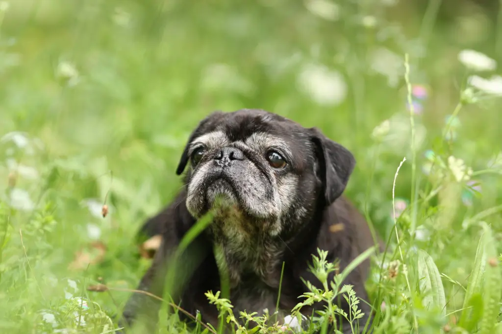 Condolence image of Cornelia mit Bruno & Barni im Herzen