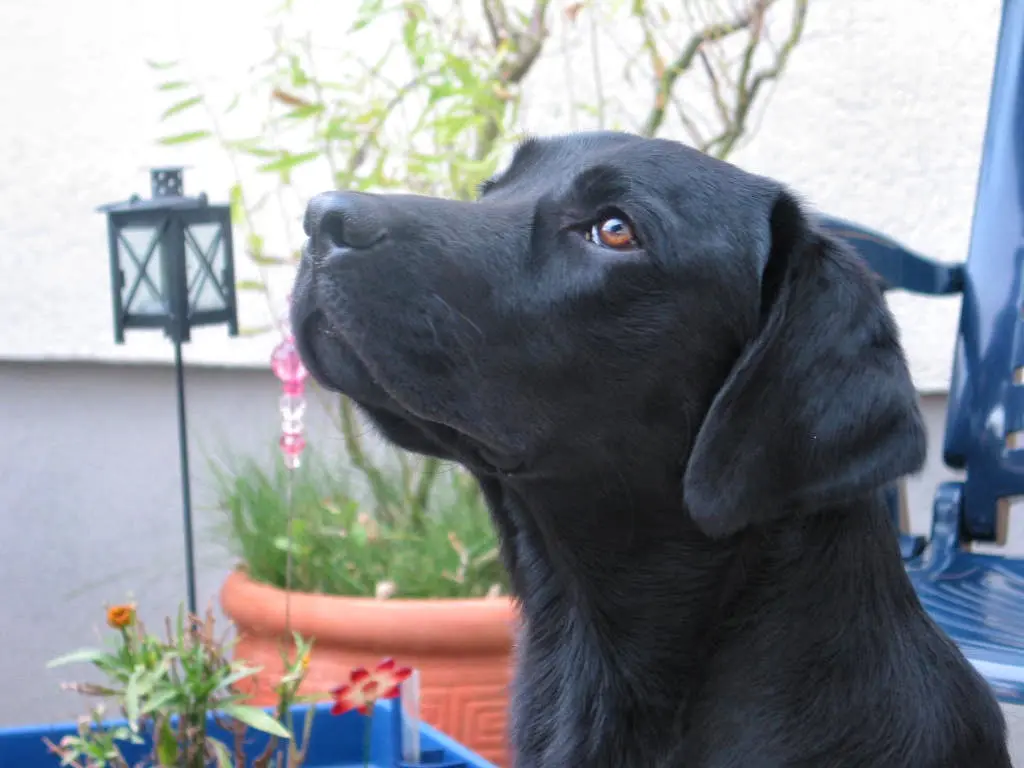 Condolence image of Heidi & Henry mit Buddy im Herzen