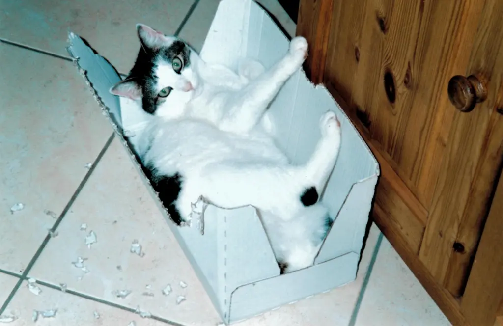 Condolence image of Gabi