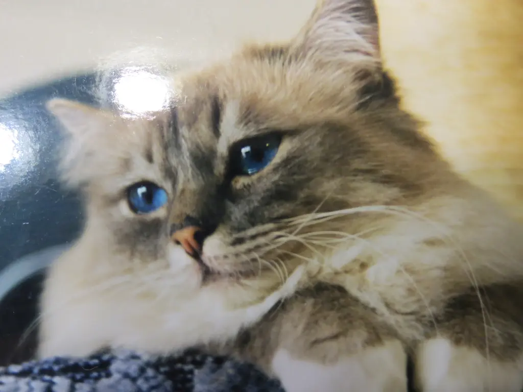 Condolence image of Uschi mi Seelenkater Merlin