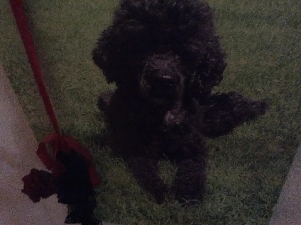 Condolence image of Heidi 