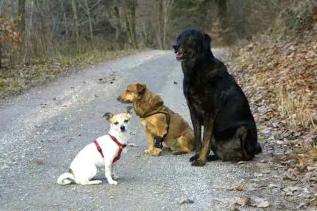 Condolence image of elke