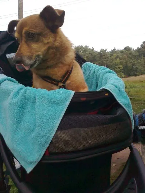 Condolence image of Elke