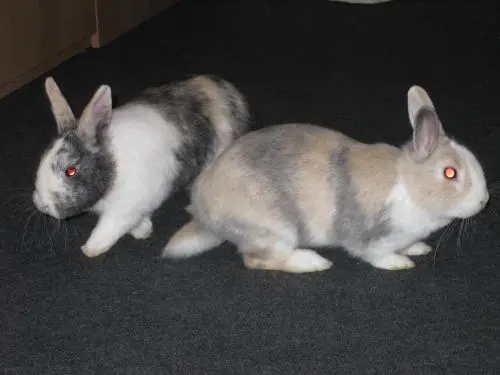 Image from Goldi & Hoppel