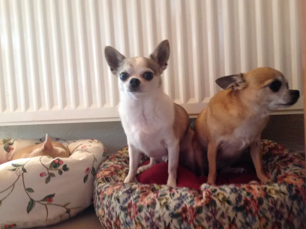 Image from Männy ( Idefix)