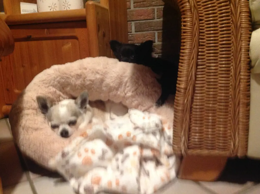 Image from Männy ( Idefix)