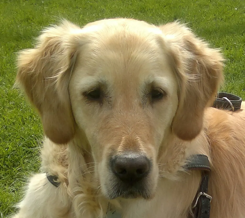 Andachtsbild von Kerstin mit Bolle