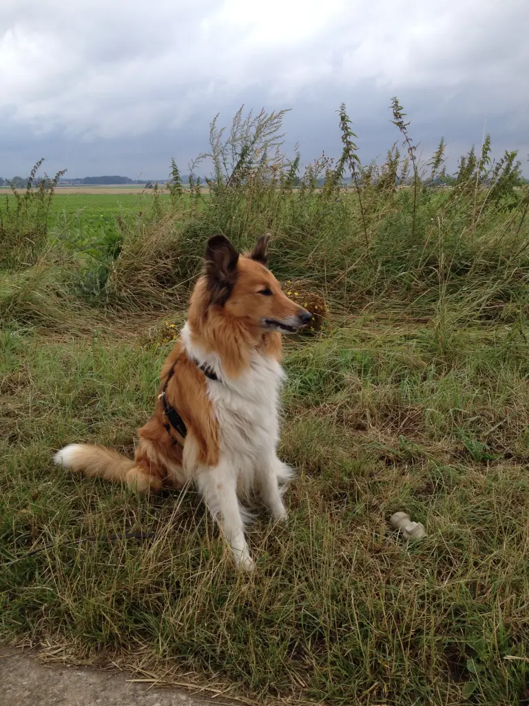 Andachtsbild von Katharina mit Merle im Herzen