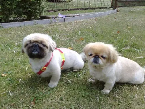 Image from Silvie und Blacky