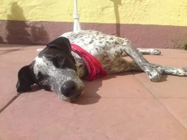 Condolence image of Ewa mit Elo im Herzen 