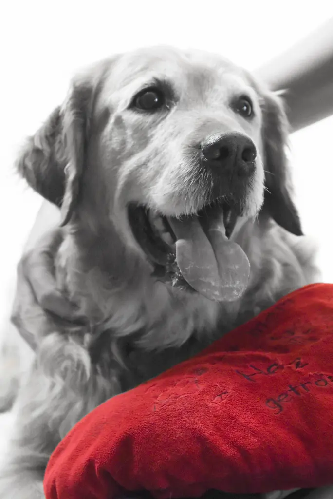 Condolence image of Micha mit Cäsar im Herzen