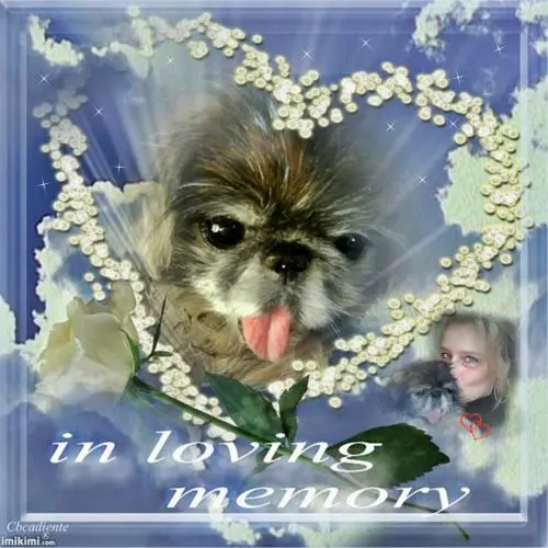 Image from dich mein Herzenshund Sina