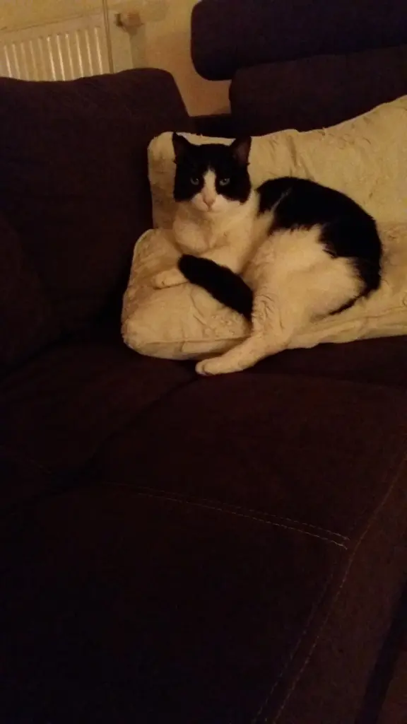 Andachtsbild von Monika mit Seelenkater Carlo tief im Herzen gestorben am 10. Juli 2017