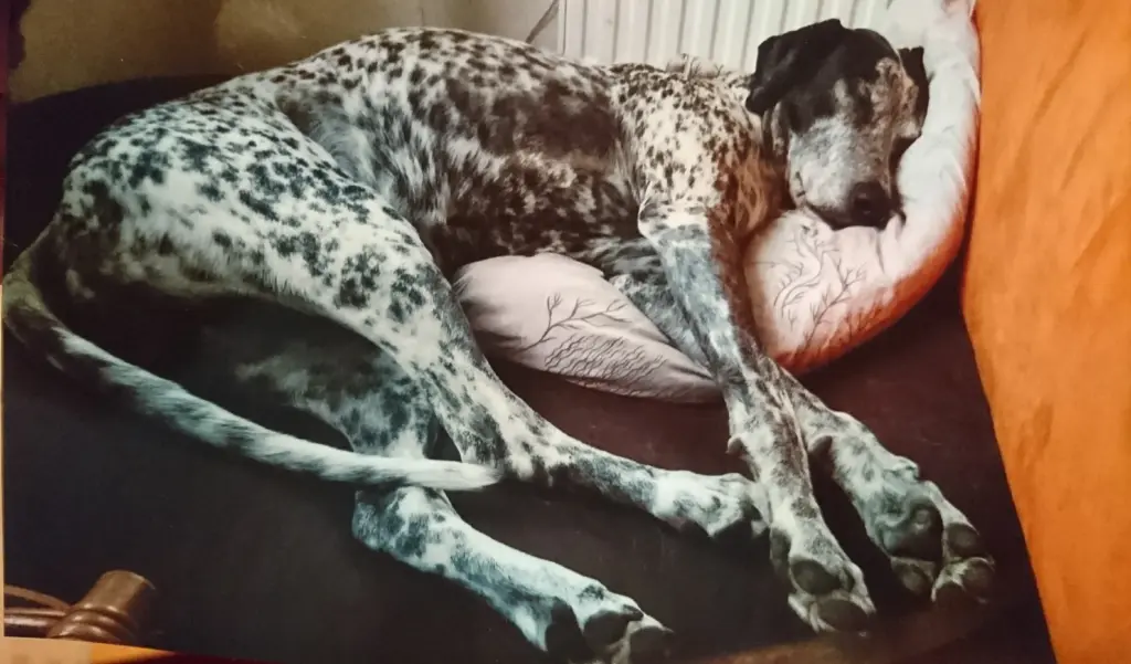 Condolence image of Ewa mit Elo im Herzen