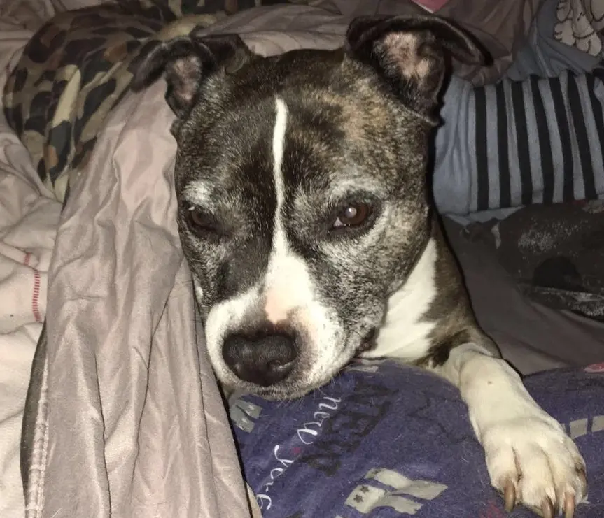 Condolence image of Alexa