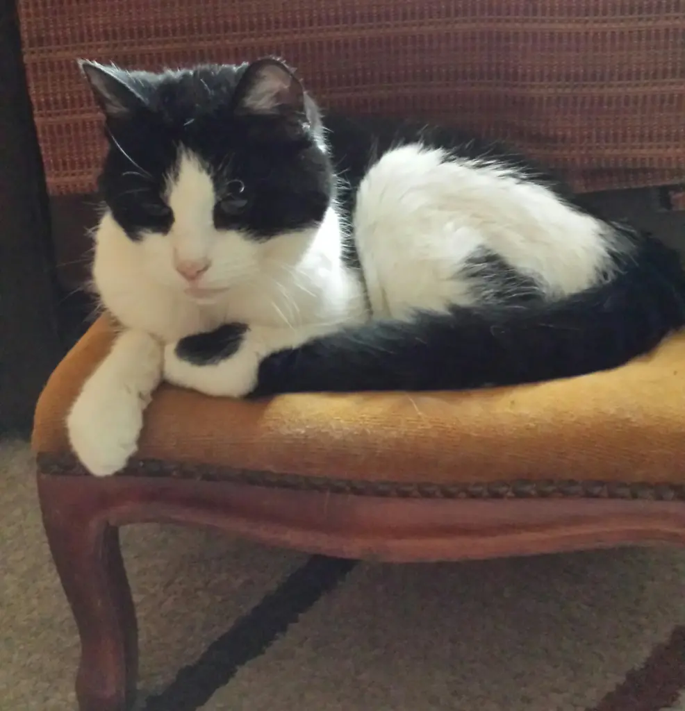 Condolence image of Ilse mit Gismo,  Fee und Minna tief im Herzen