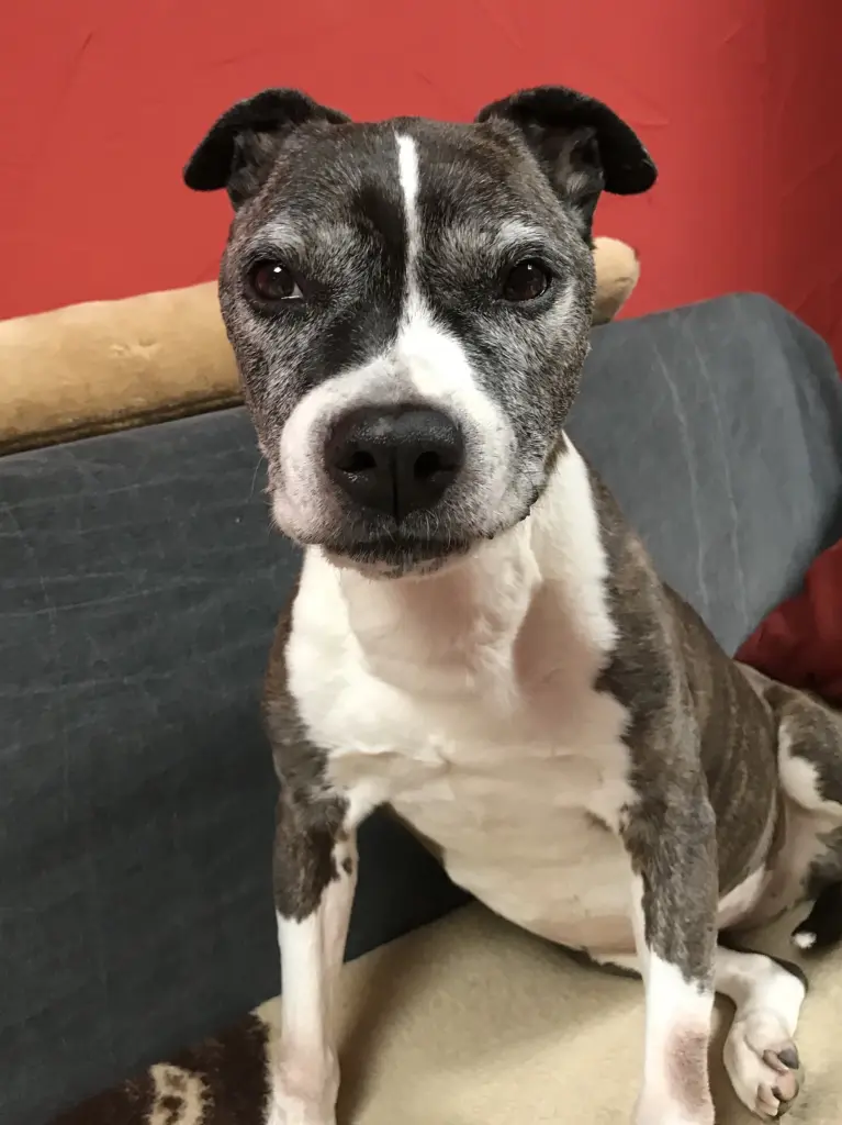 Condolence image of Alexa