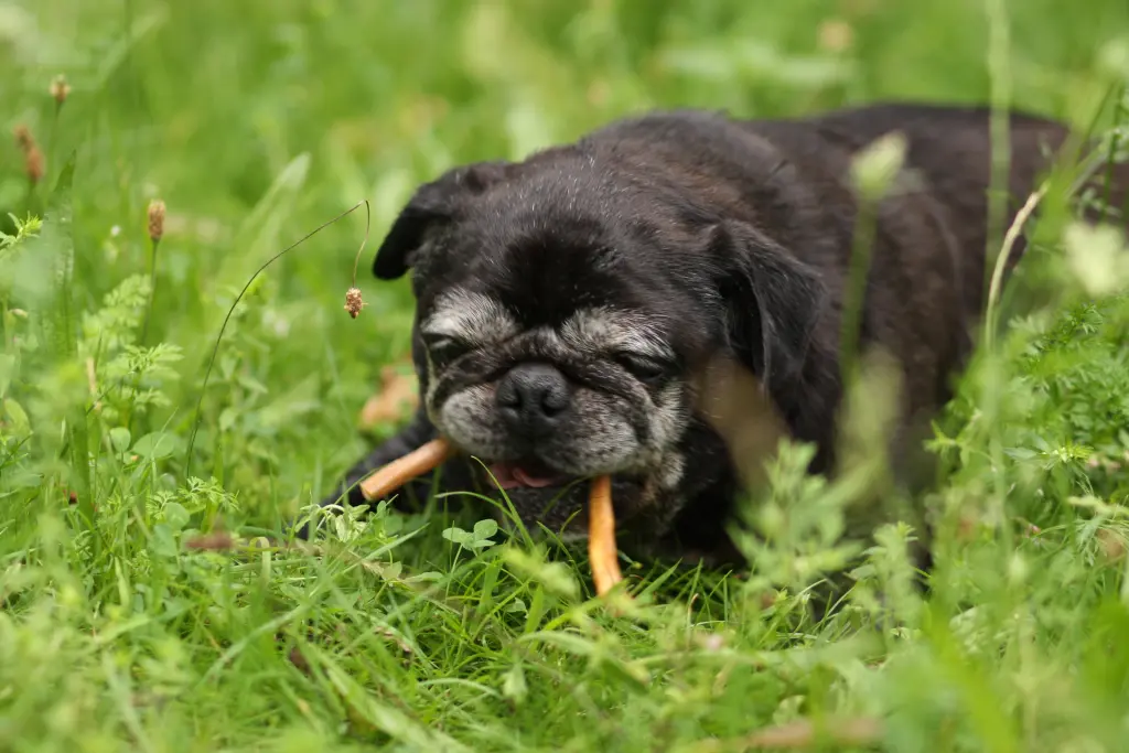 Condolence image of Cornelia mit Bruno & Barni im Herzen