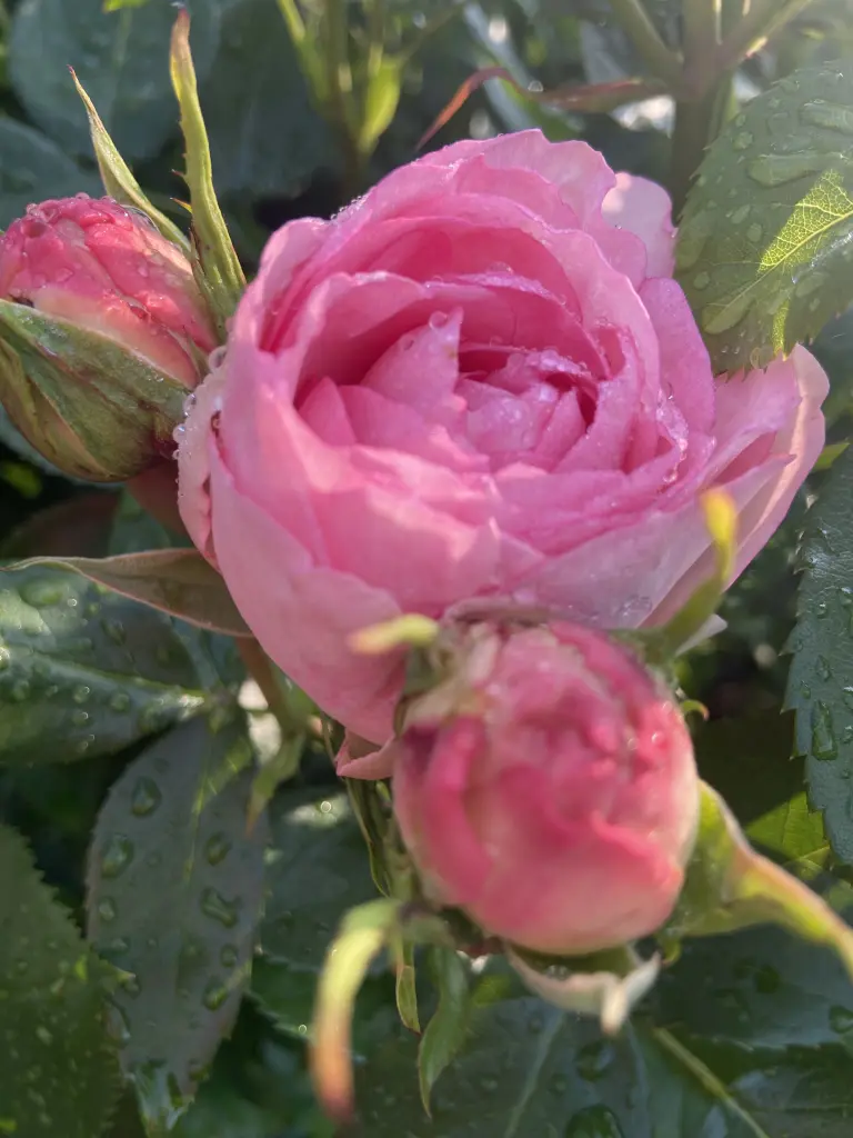 Andachtsbild von Wenke mit Lilli im❤️