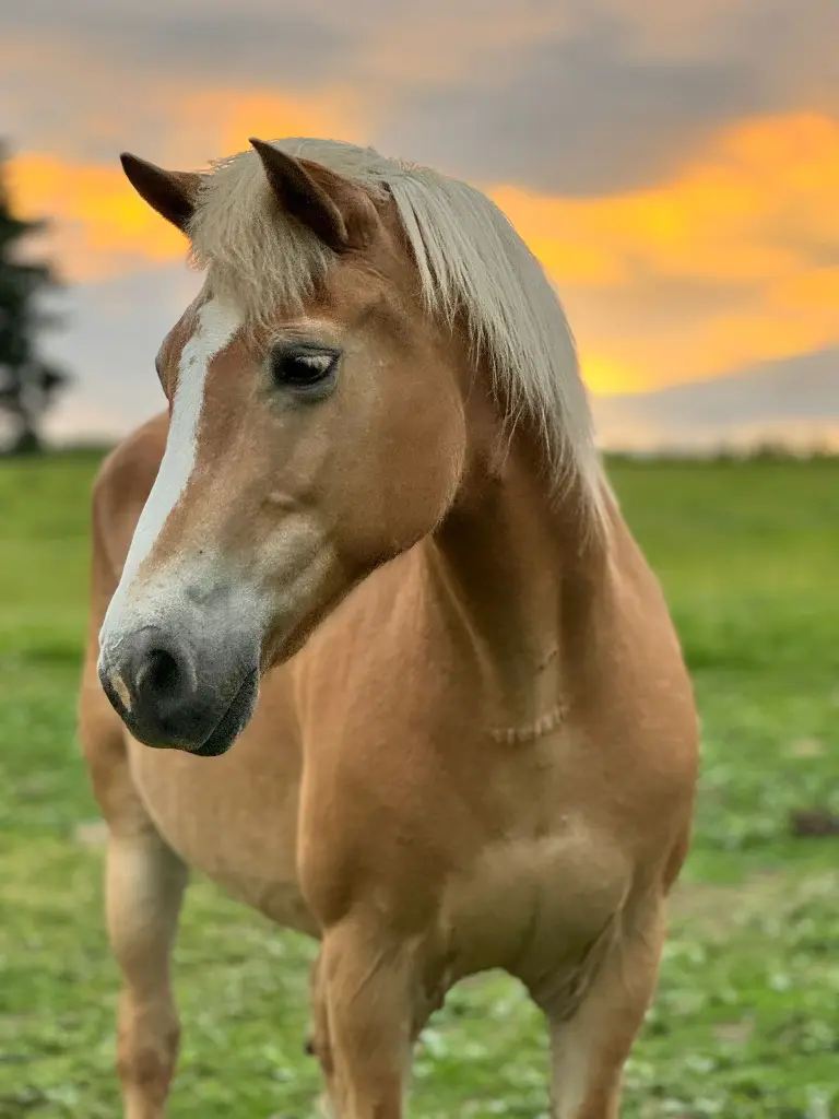 Andachtsbild von Sonja