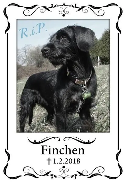 Image from Finchen