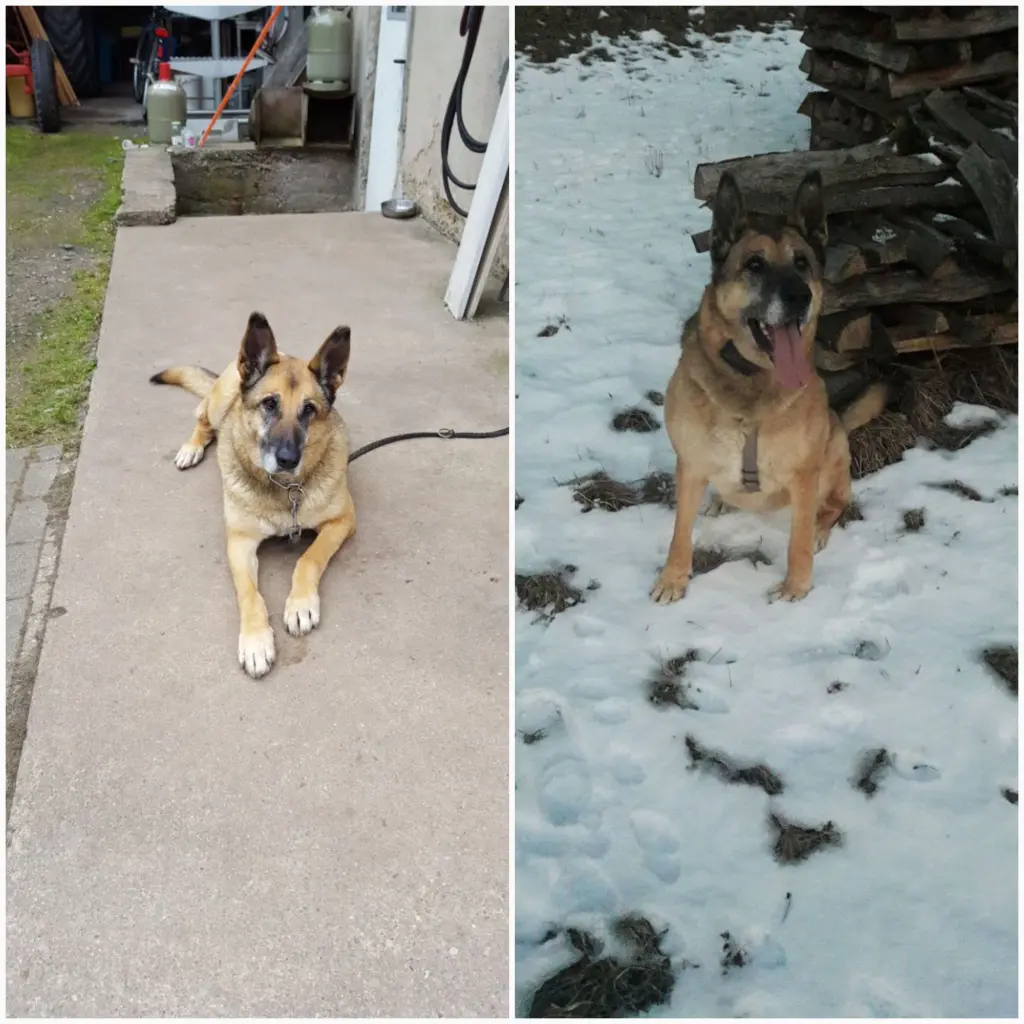 Condolence image of Claudia m. TARA im Herzen