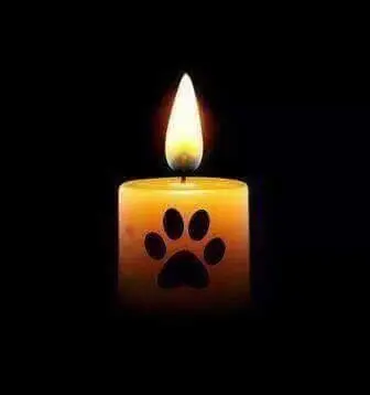 Condolence image of Heidi mit Buddy tief im Herzen