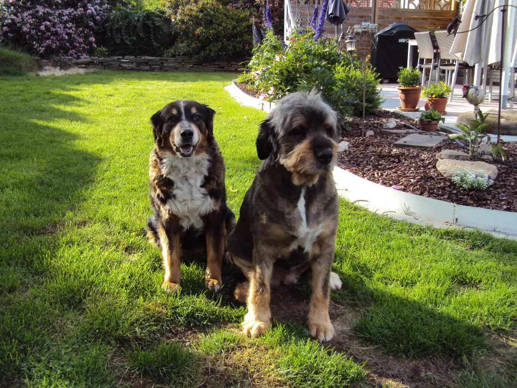 Image from Dina und Alice