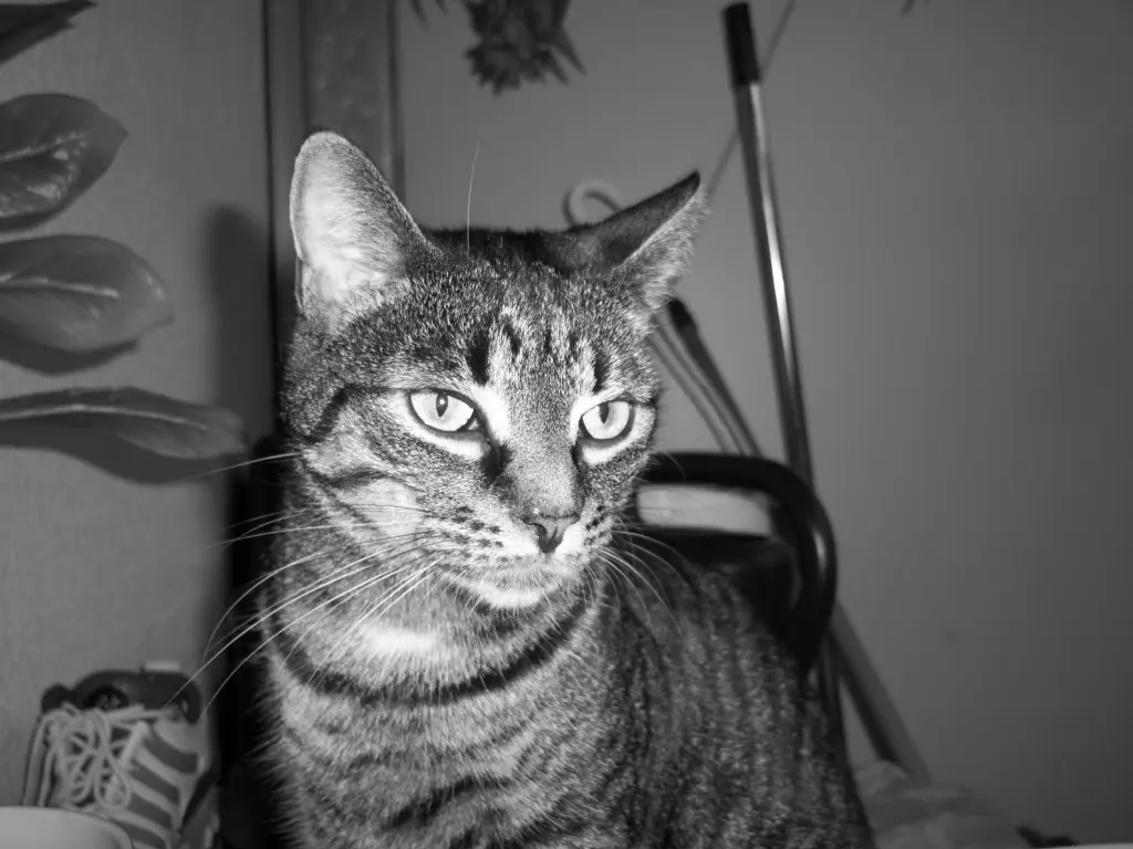 Image from Charly „Schlonsky“