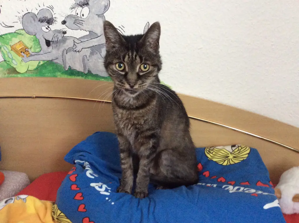 Image from Charly „Schlonsky“