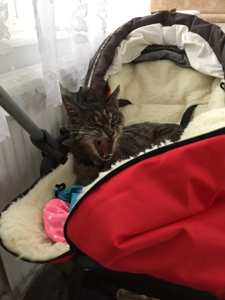 Image from Charly „Schlonsky“