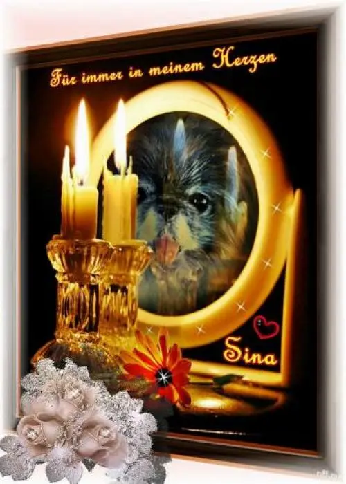 Bild von dich, mein Herzenshund Sina