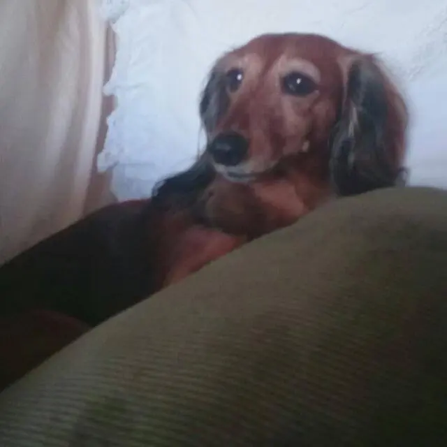 Andachtsbild von Ein ewiges Licht für Rocco ♥️