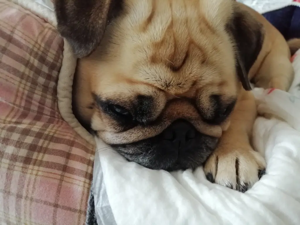 Andachtsbild von Mila und Personal!