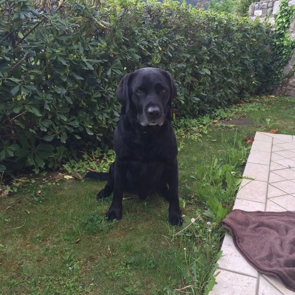 Condolence image of Heidi mit Buddy tief im  Herzen