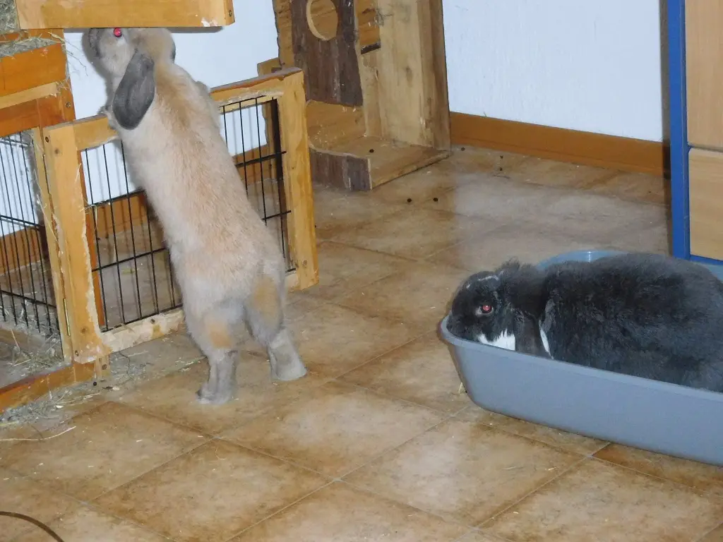 Andachtsbild von Anja