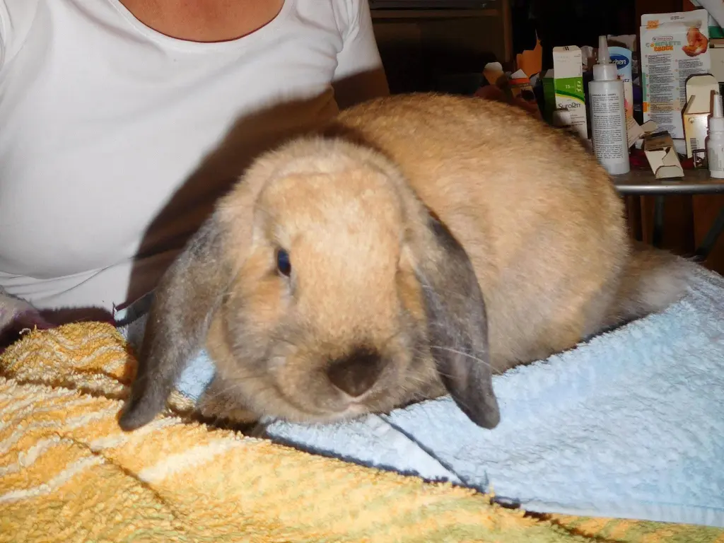 Andachtsbild von Anja