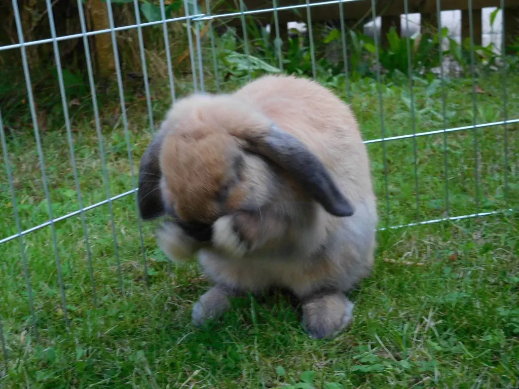 Andachtsbild von Anja